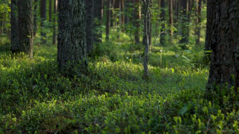 Kuidas alustada tervislikku eluviisi